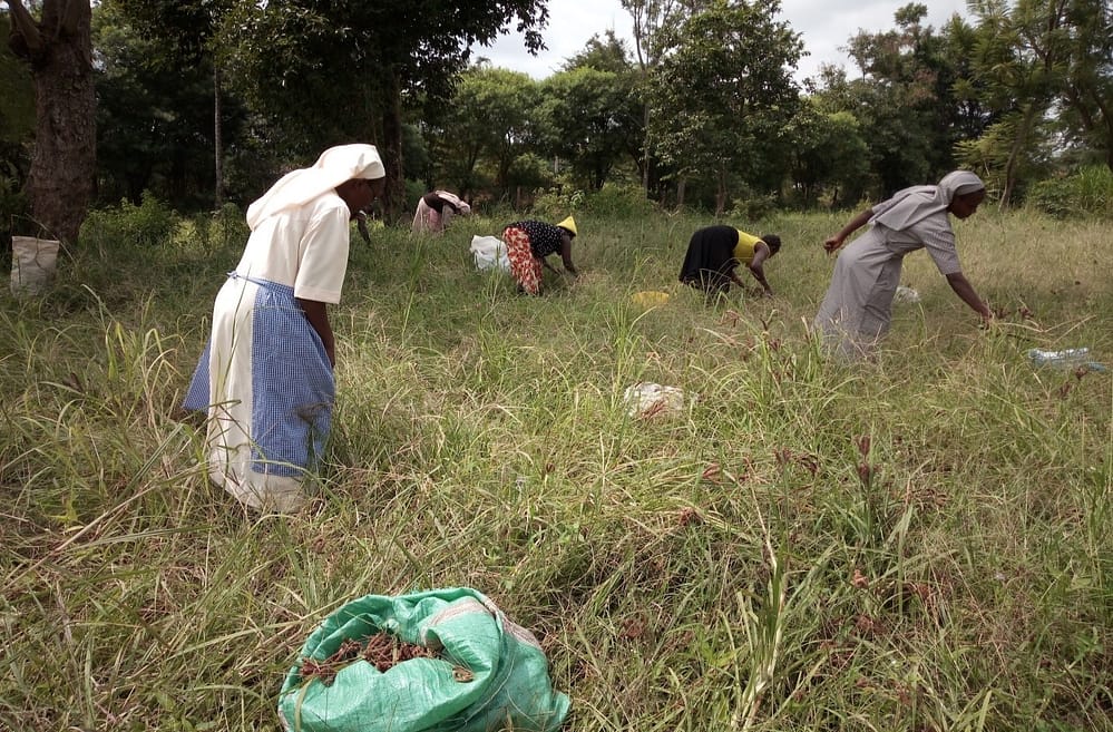 sisters_amukura_harvesting_millet