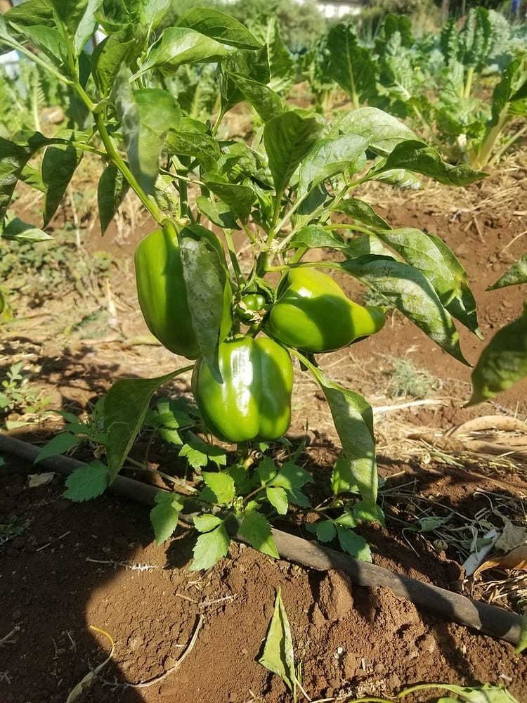 Peppers